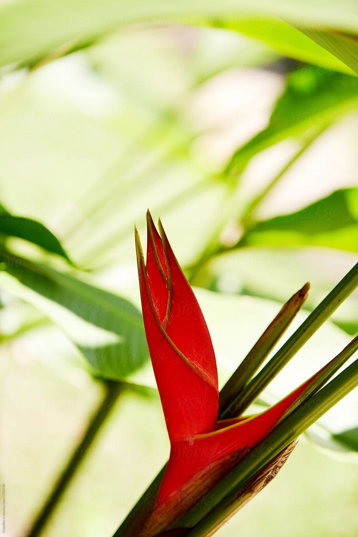 Special flower, bird of paradise, closeup. in Thailand