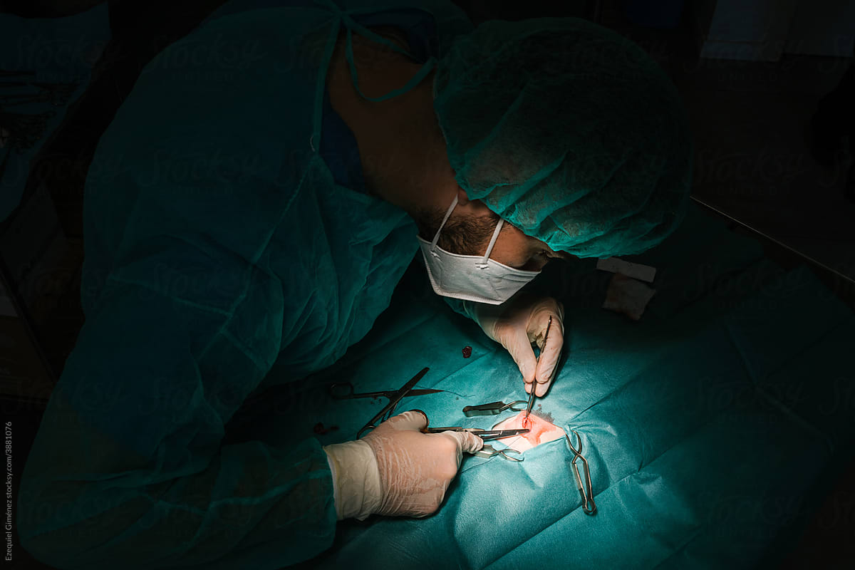 Vet surgeon operating animal patient in hospital