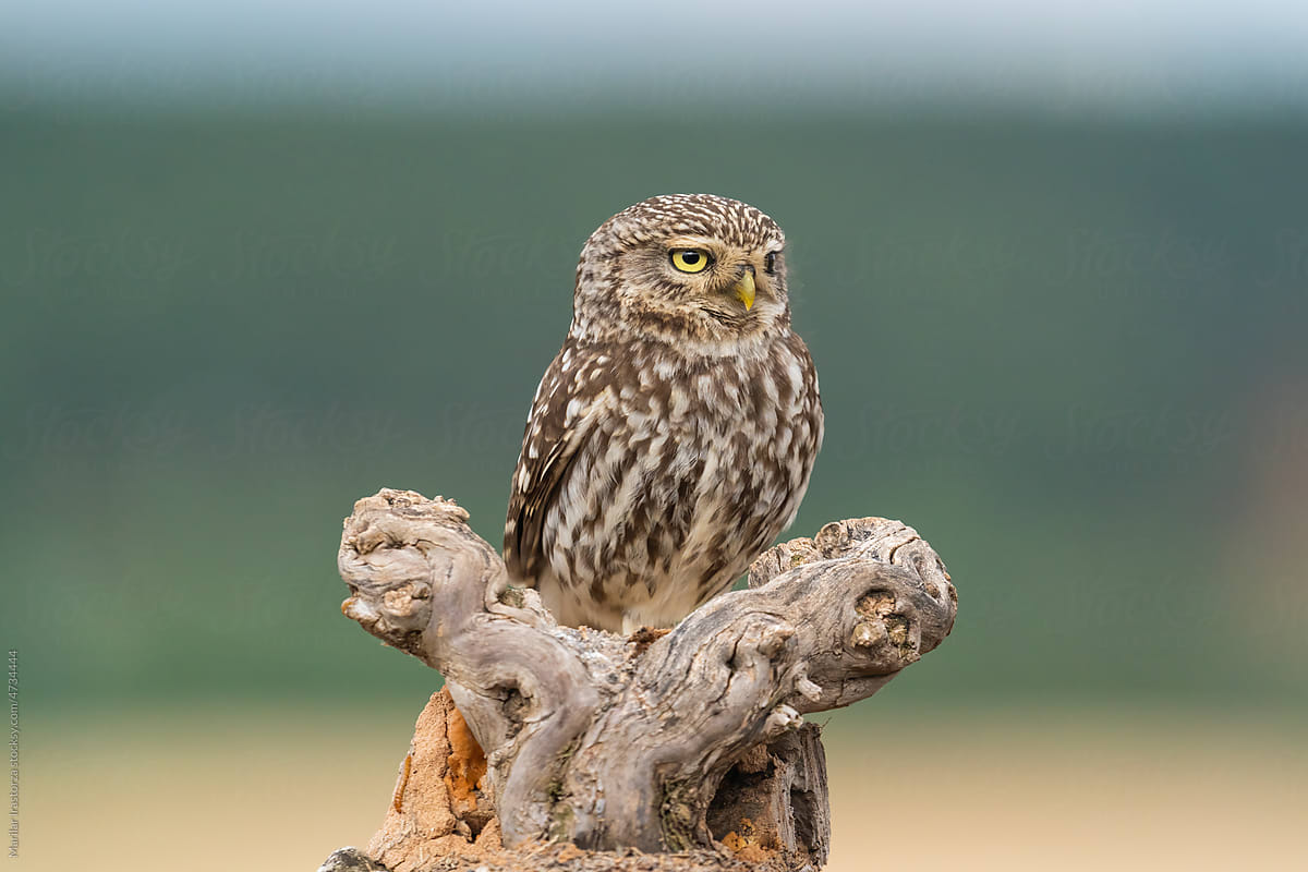 Little Owl (Athene Noctua) Portrait