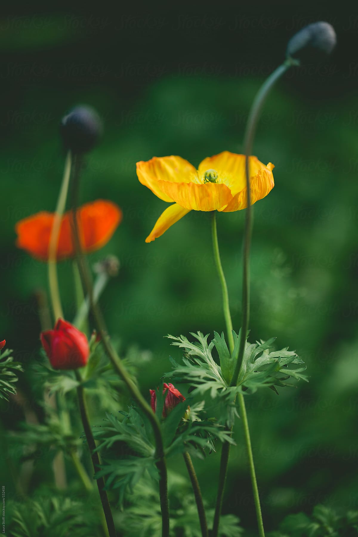 Flowered lawn: close up of poppies flowers and seeds and buds
