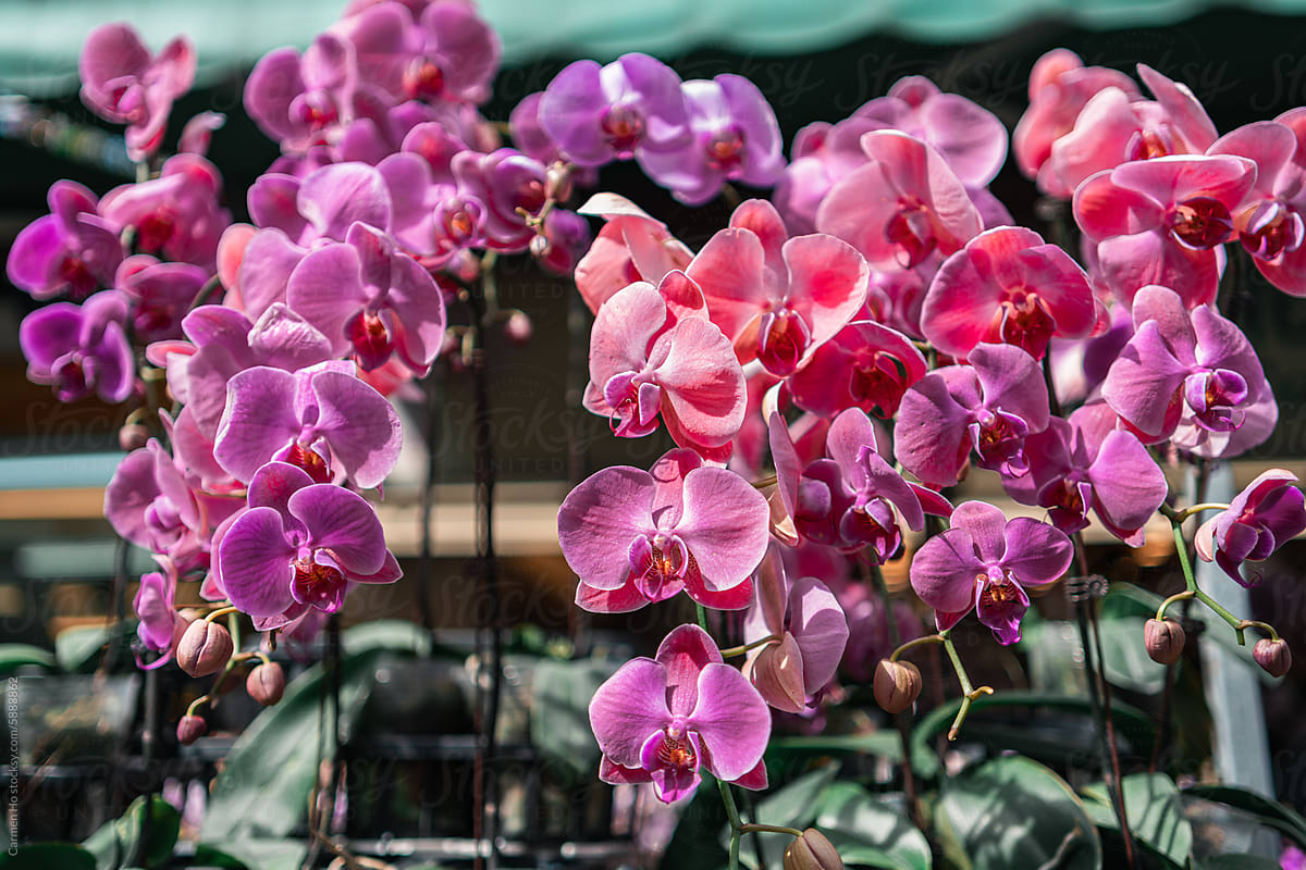 Moth Orchids for Sale