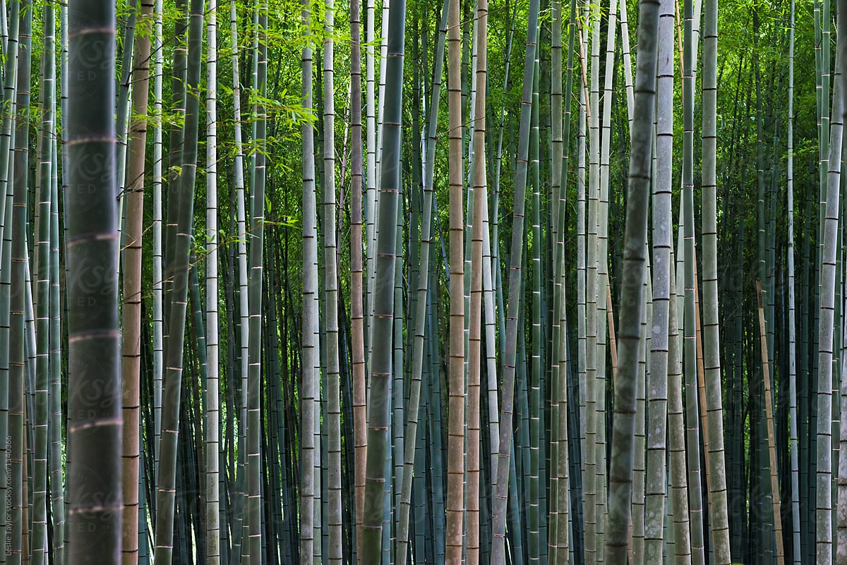 Looking Through A Bamboo Forest