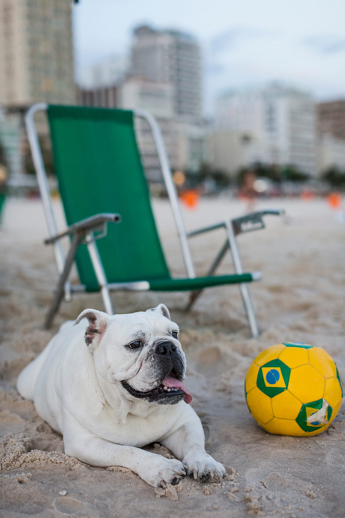 Cute Bulldog on a Brazilian beach