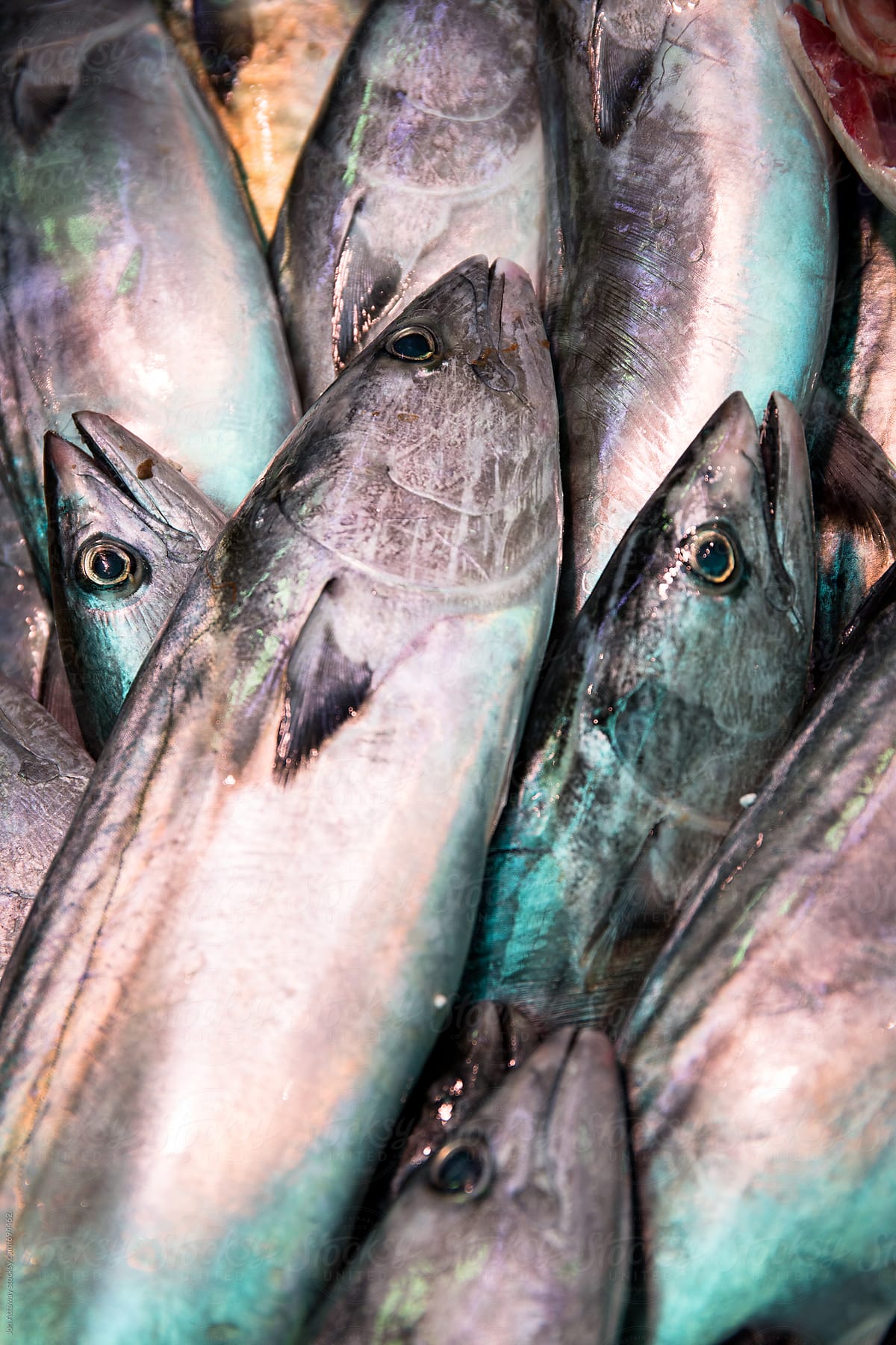 Close up of fish for sale in a market