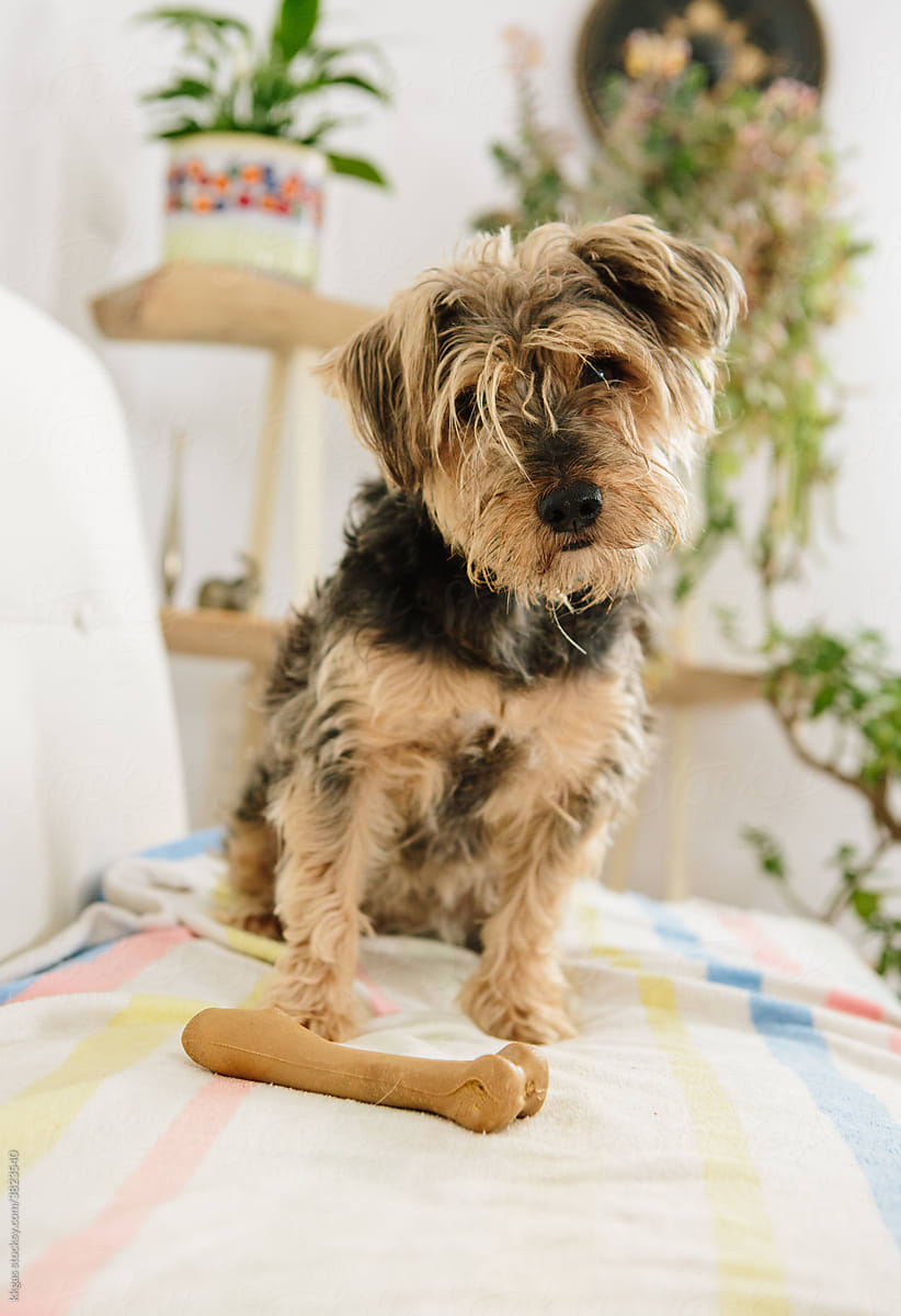 Terrier dog with bone toy
