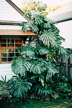 Front Yard Monstera" by Stocksy Contributor "Kara Riley" - Stocksy