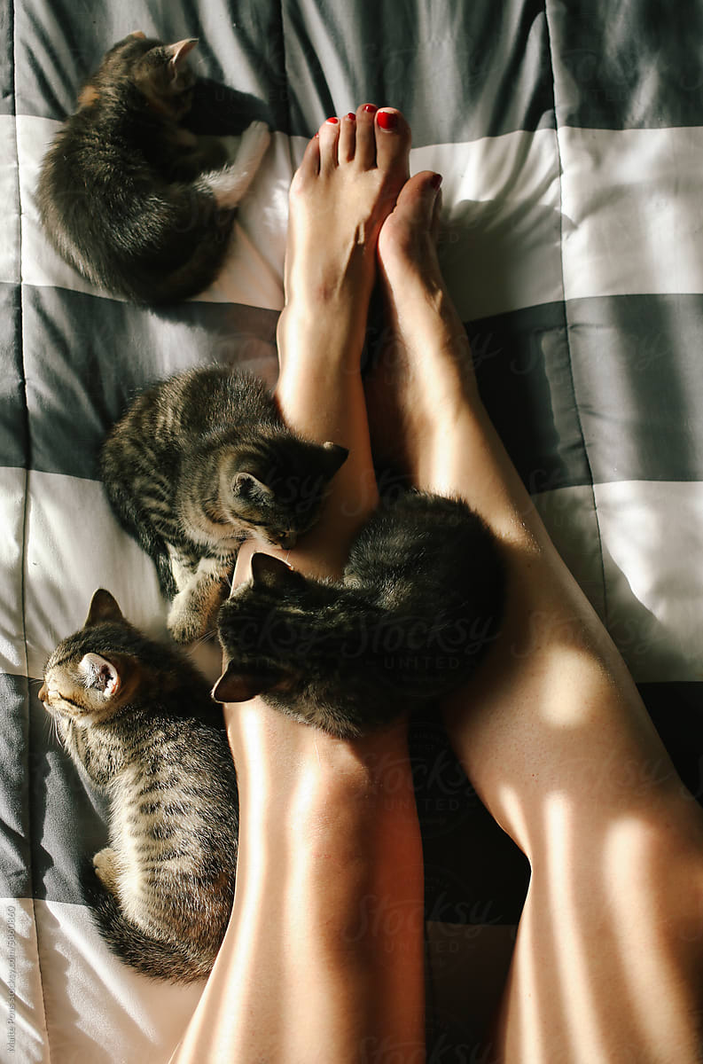 Kittens on Woman\'s Legs