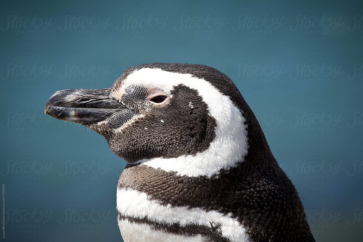 Magellanic penguin - Pinguim de Magalhães