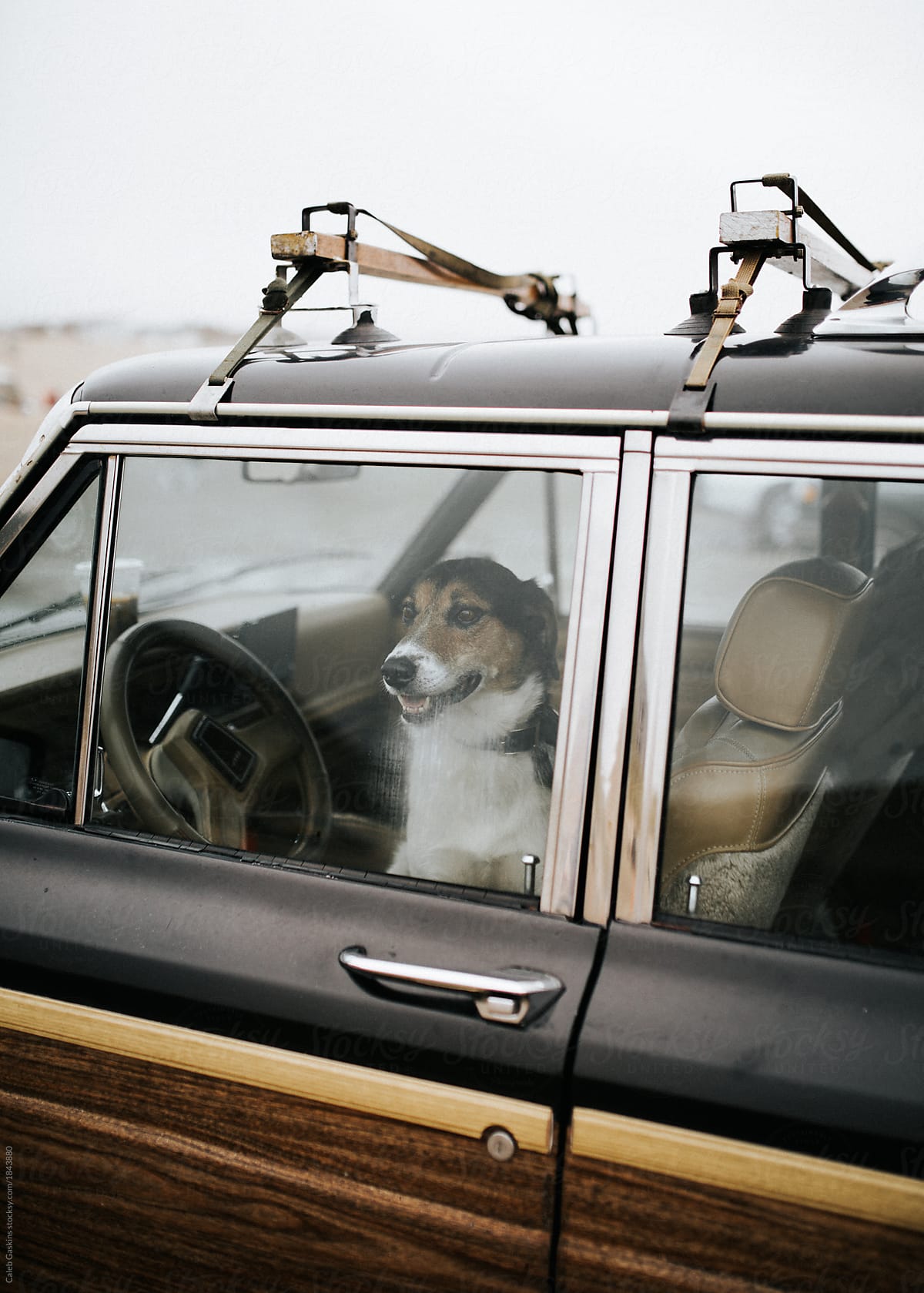 Dog in Car Window