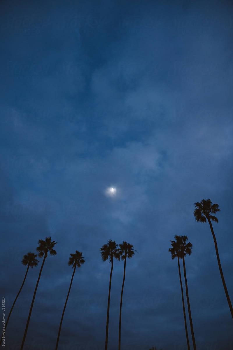 Moon over Palms