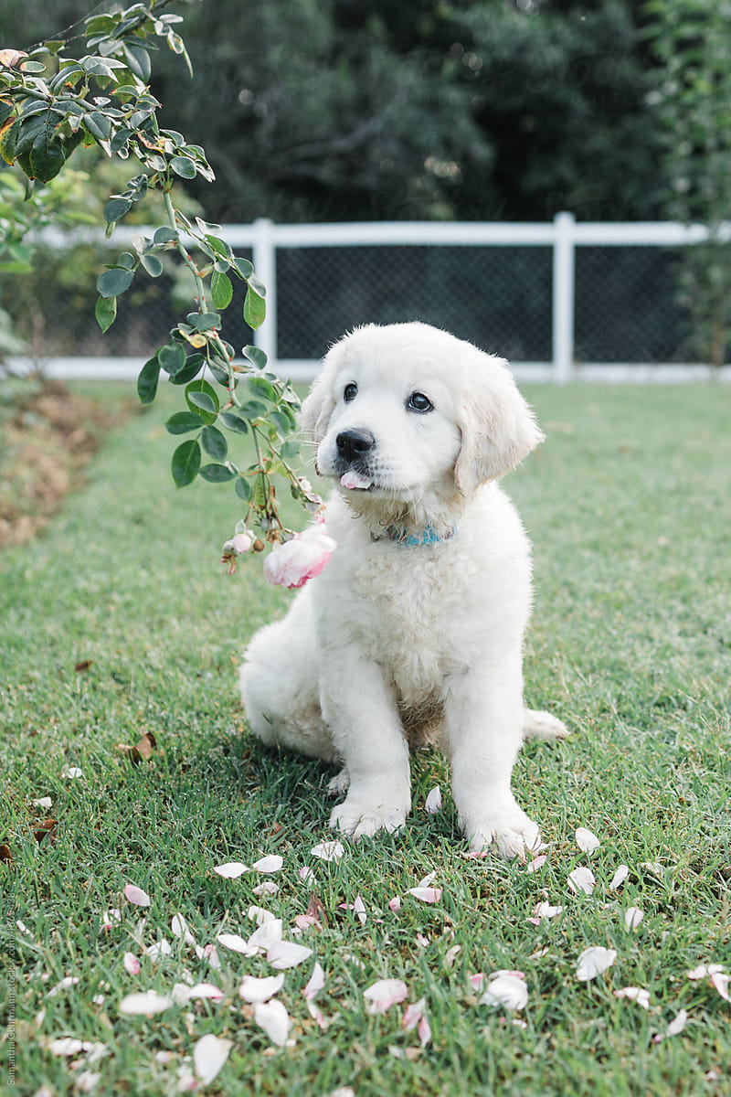 golden retriever puppy eats a rose petal