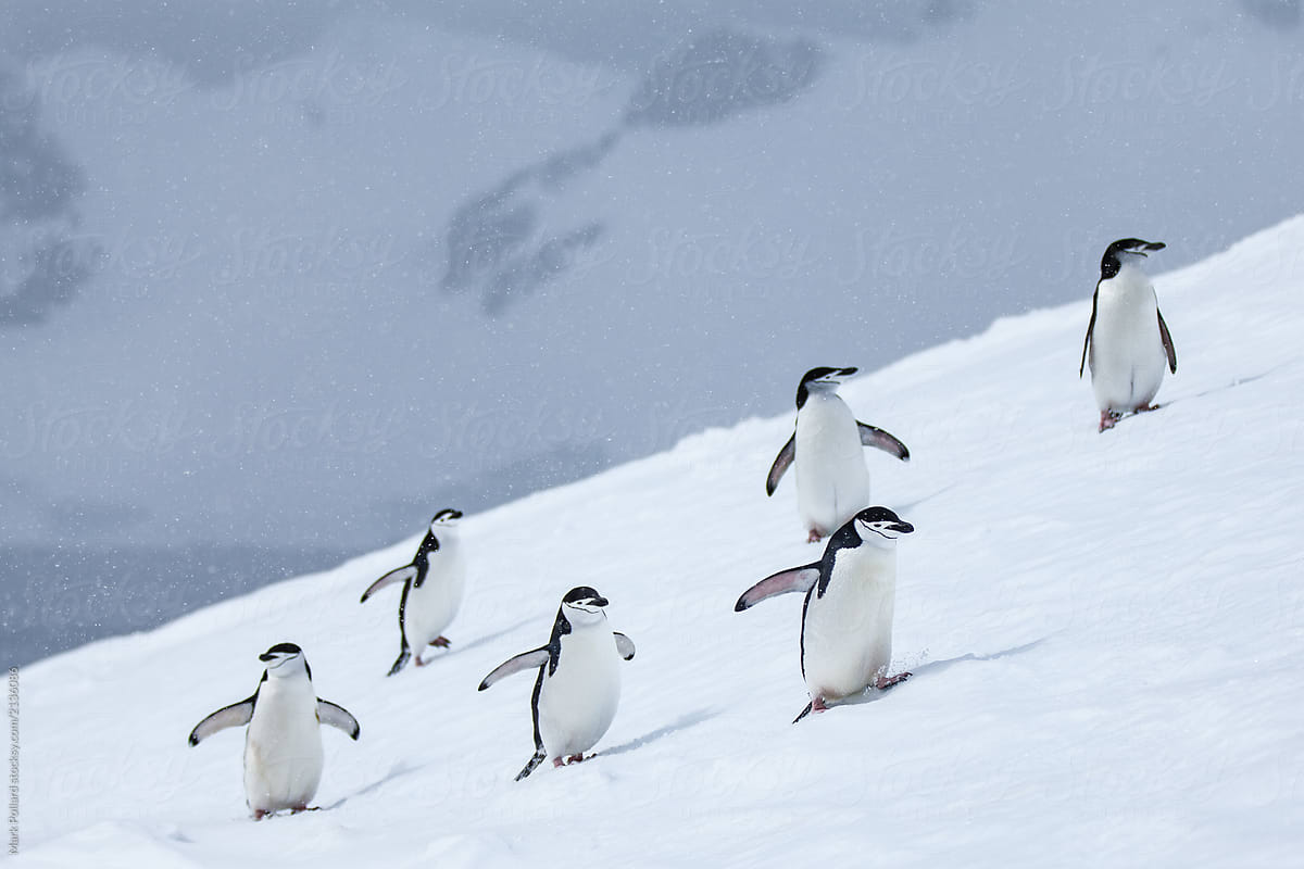 Penguins Climbing in a Group