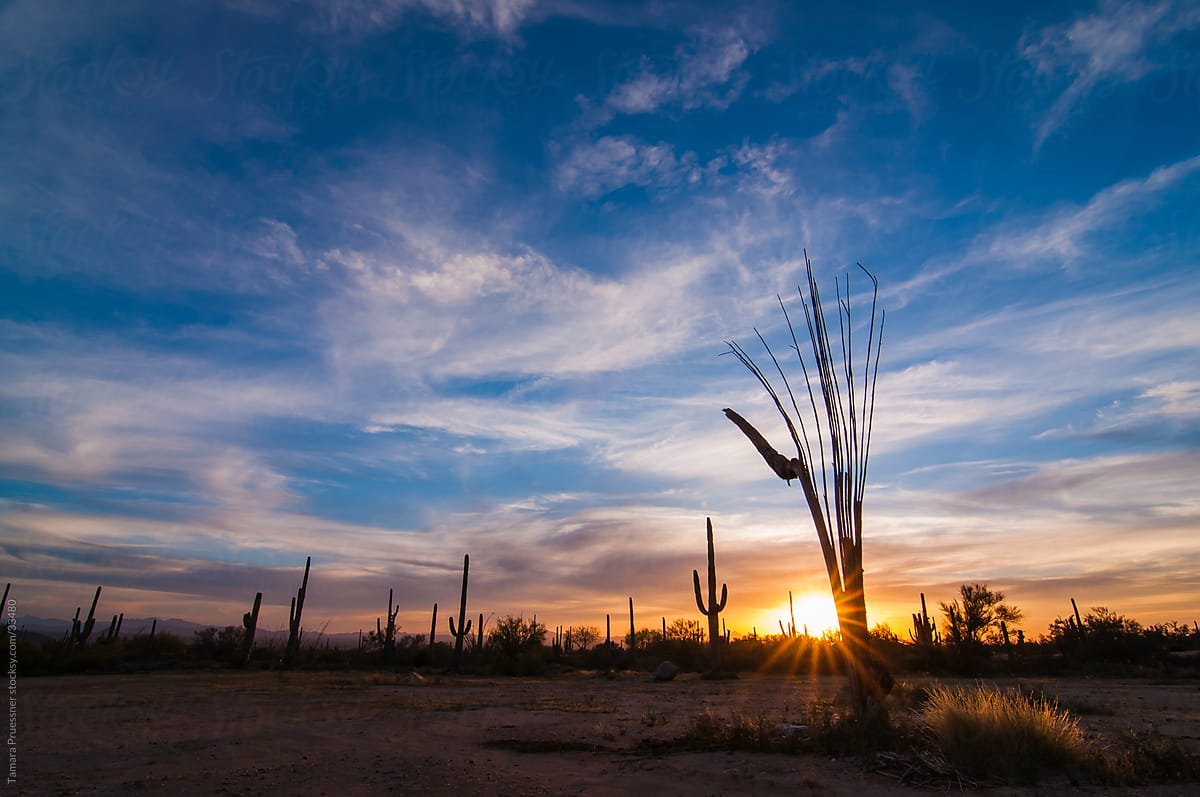 Desert Sunset With Cactus And Sunburst