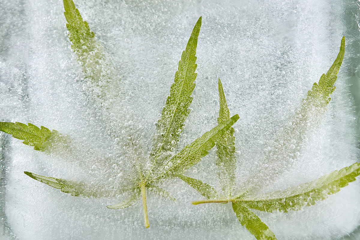 Close up of fresh cannabis leaves frozen in ice.