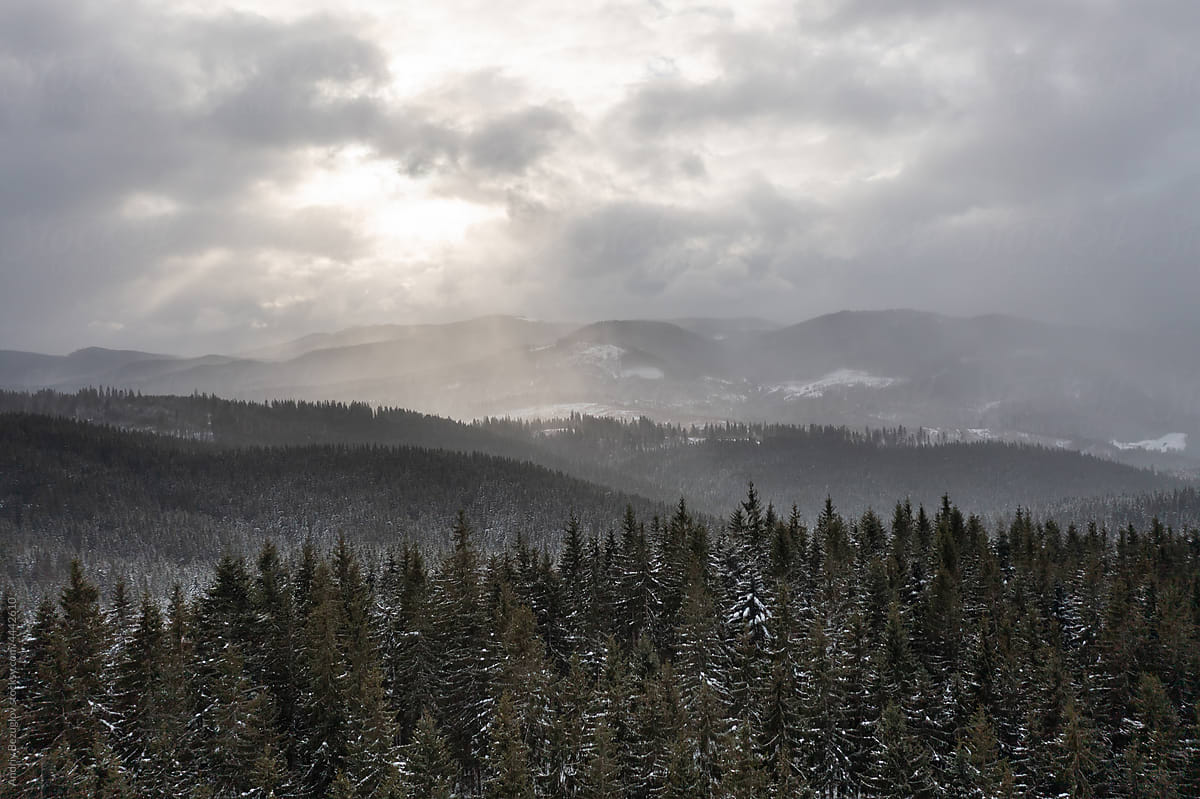 Snowy mountain hills covered with coniferous trees