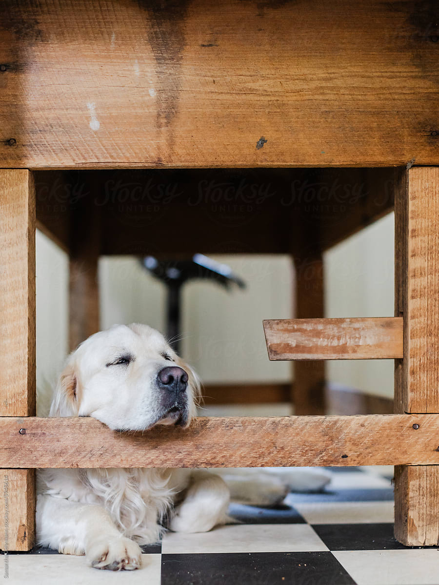 golden retriever dog resting his head