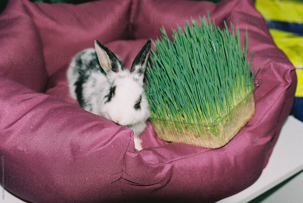 Decorative rabbit on a bed with grass in a pet store