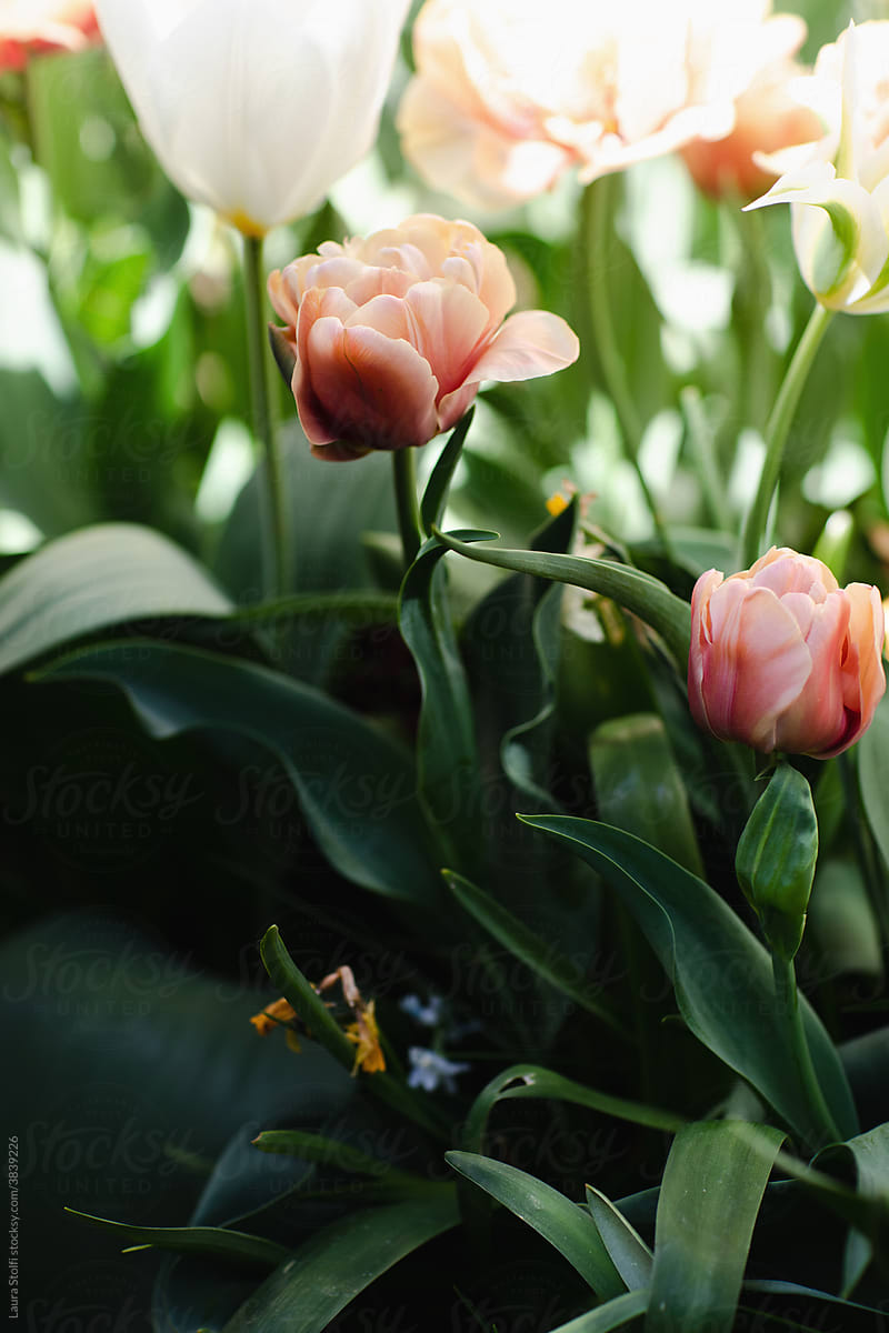 Pale pink orange and white tulips