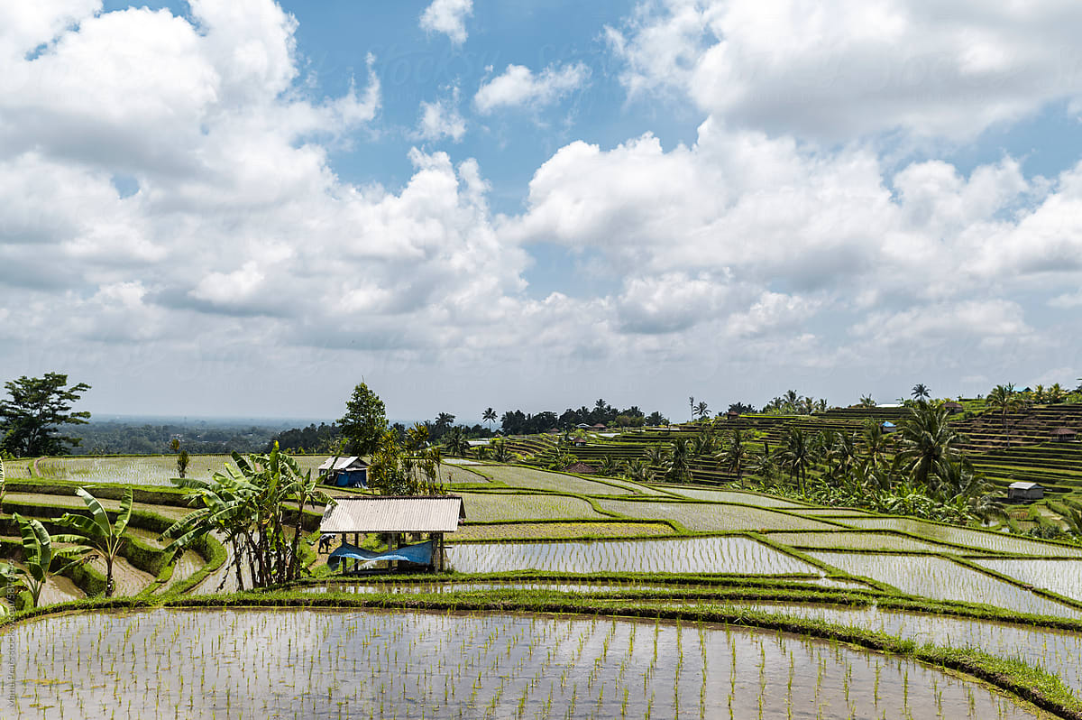 Rice terraces in stepped green layers in Indonesia