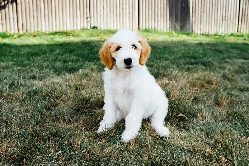 A white and brown golden doodle puppy  sitting in grass outside