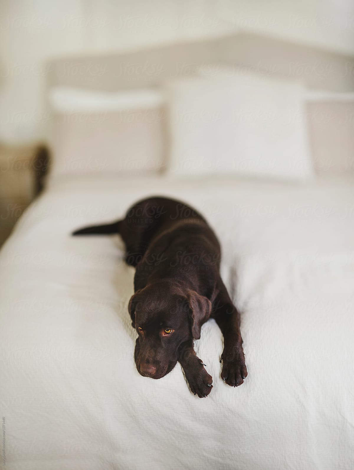 Chocolate labrador dog laying on white bed
