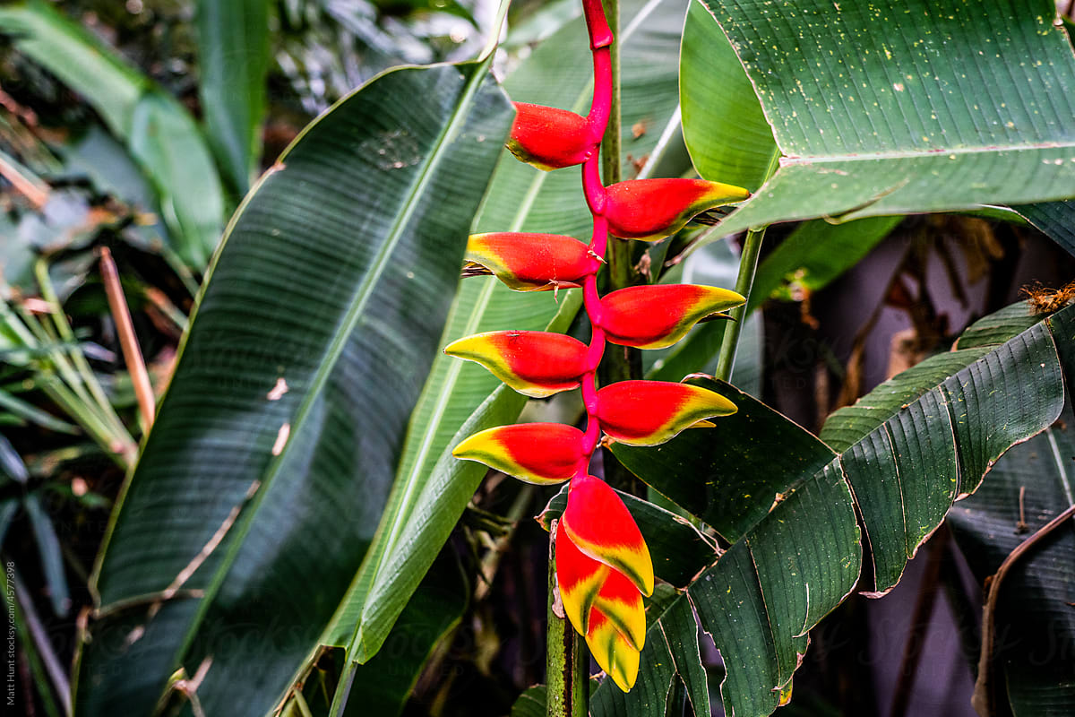 Tropical jungle flower
