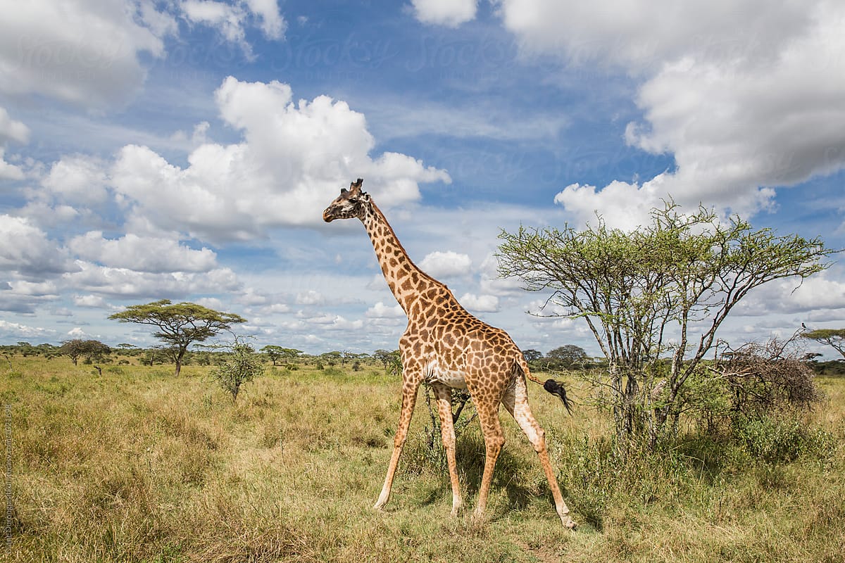 Giraffe and the Savannah