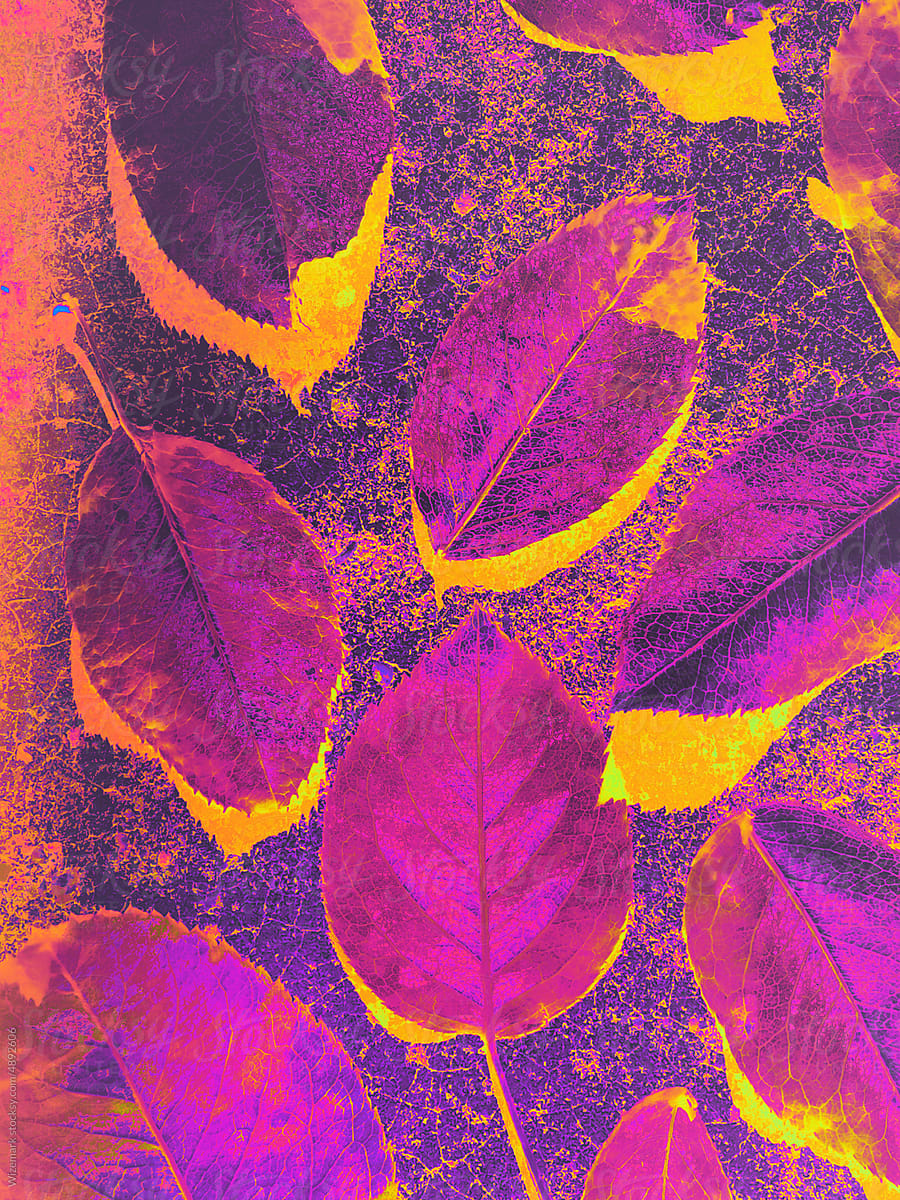Colorful exploration of Rosa canina leaves series