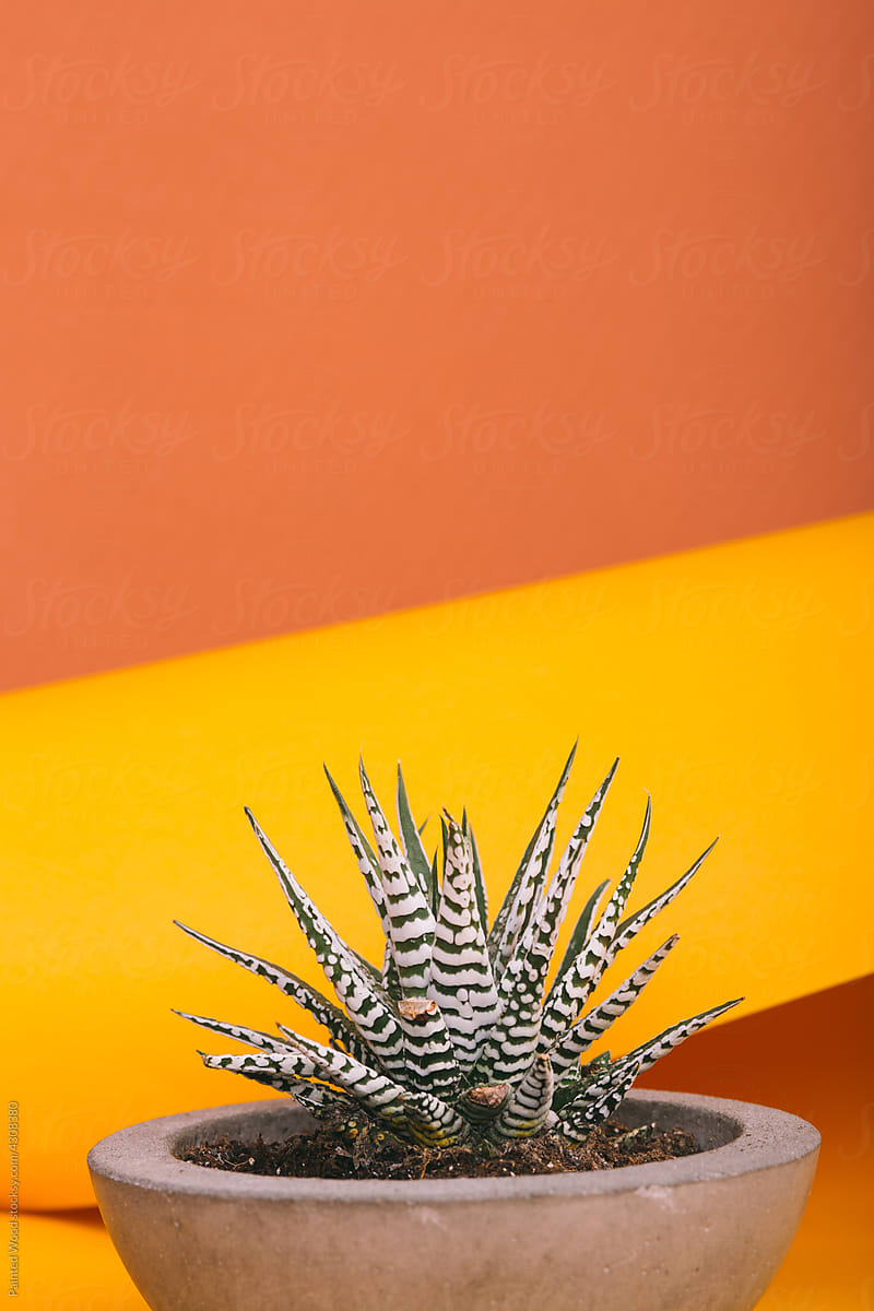Sunny cactus in a flowerpot