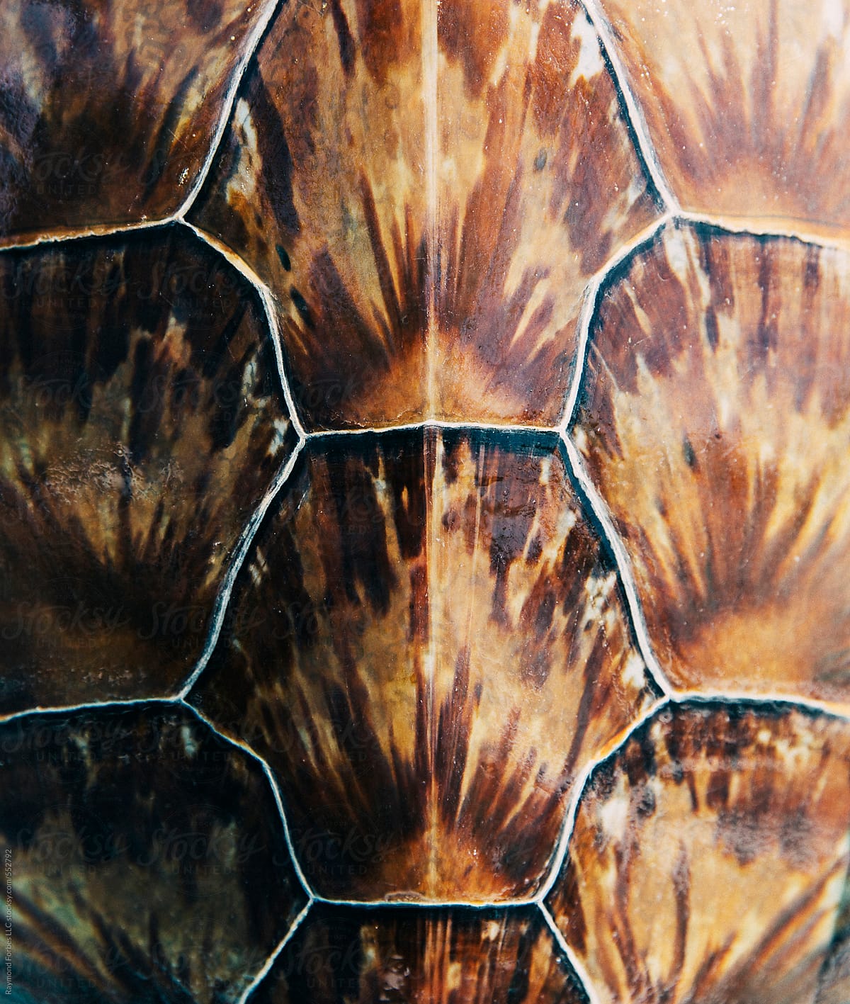 sea turtle shell texture