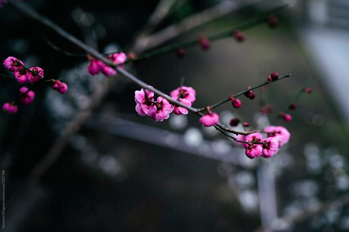 Pink blossoms of a Japanese plum tree