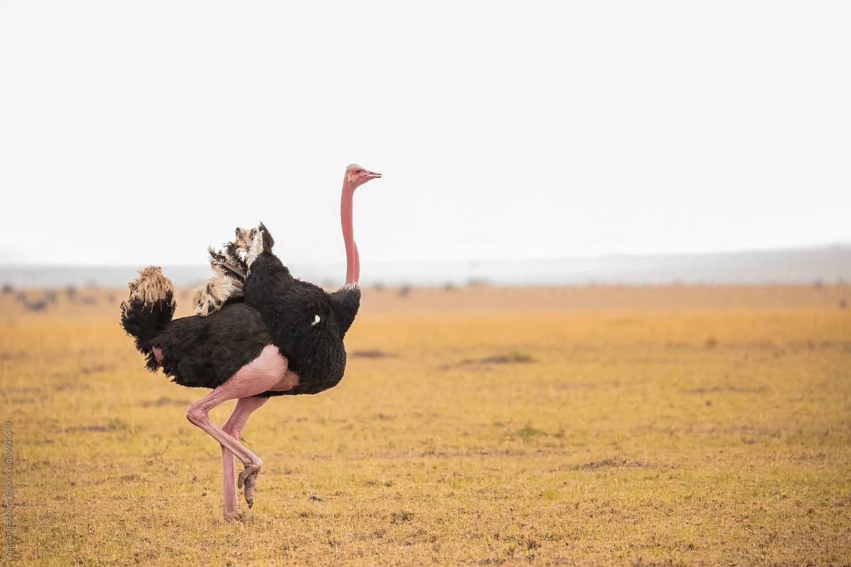 Ostrich Running In Maasai Mara, Kenya