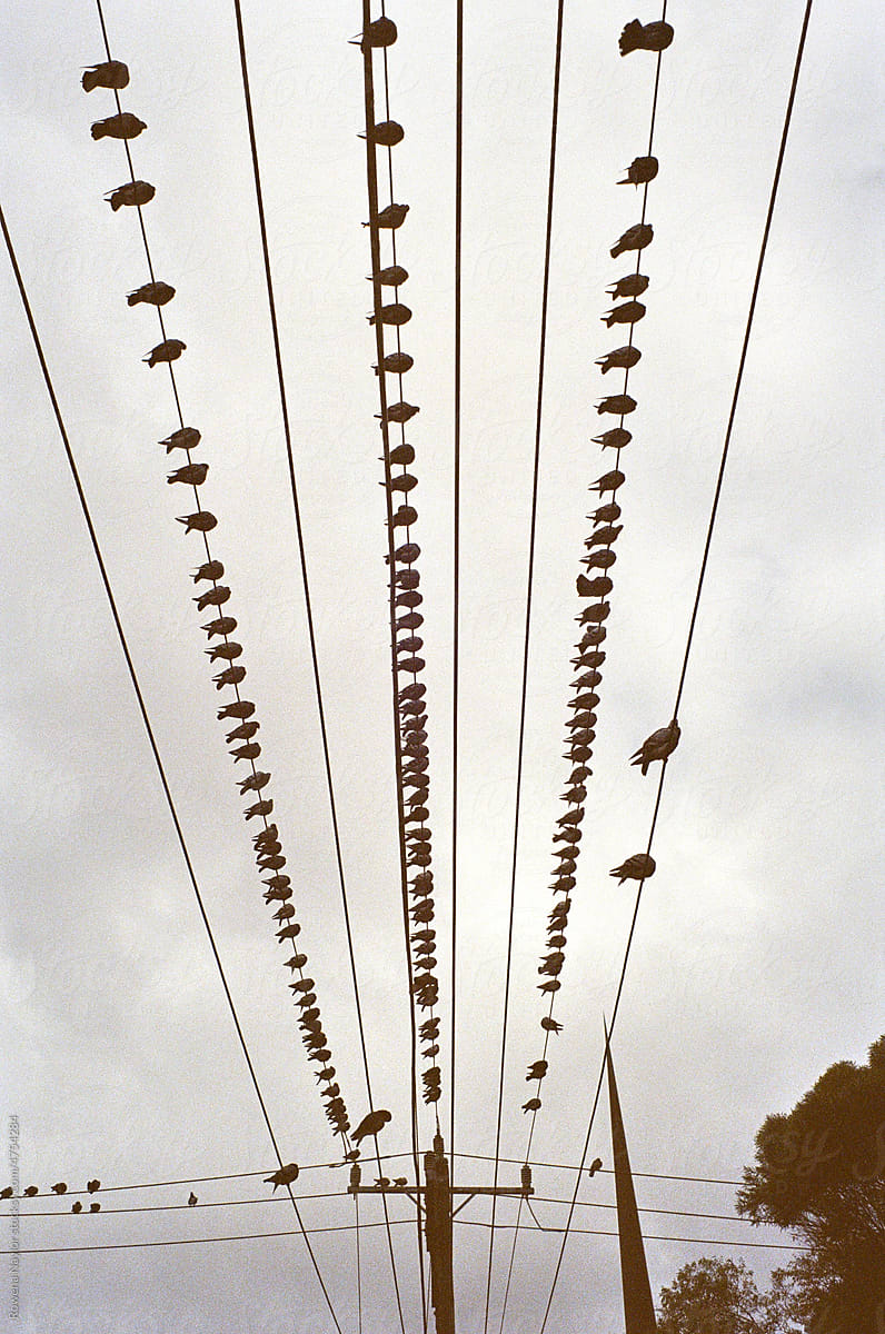 Pigeons  flocking to overhead wires
