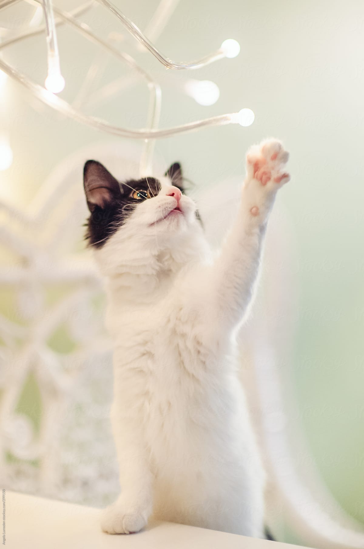 Kitten reaching for decorative lighting