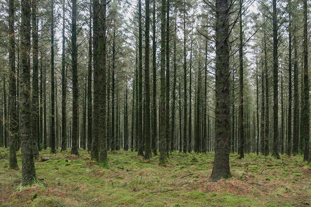 Dartmoor Forest
