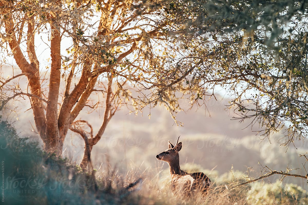 A deer a forest at sunset
