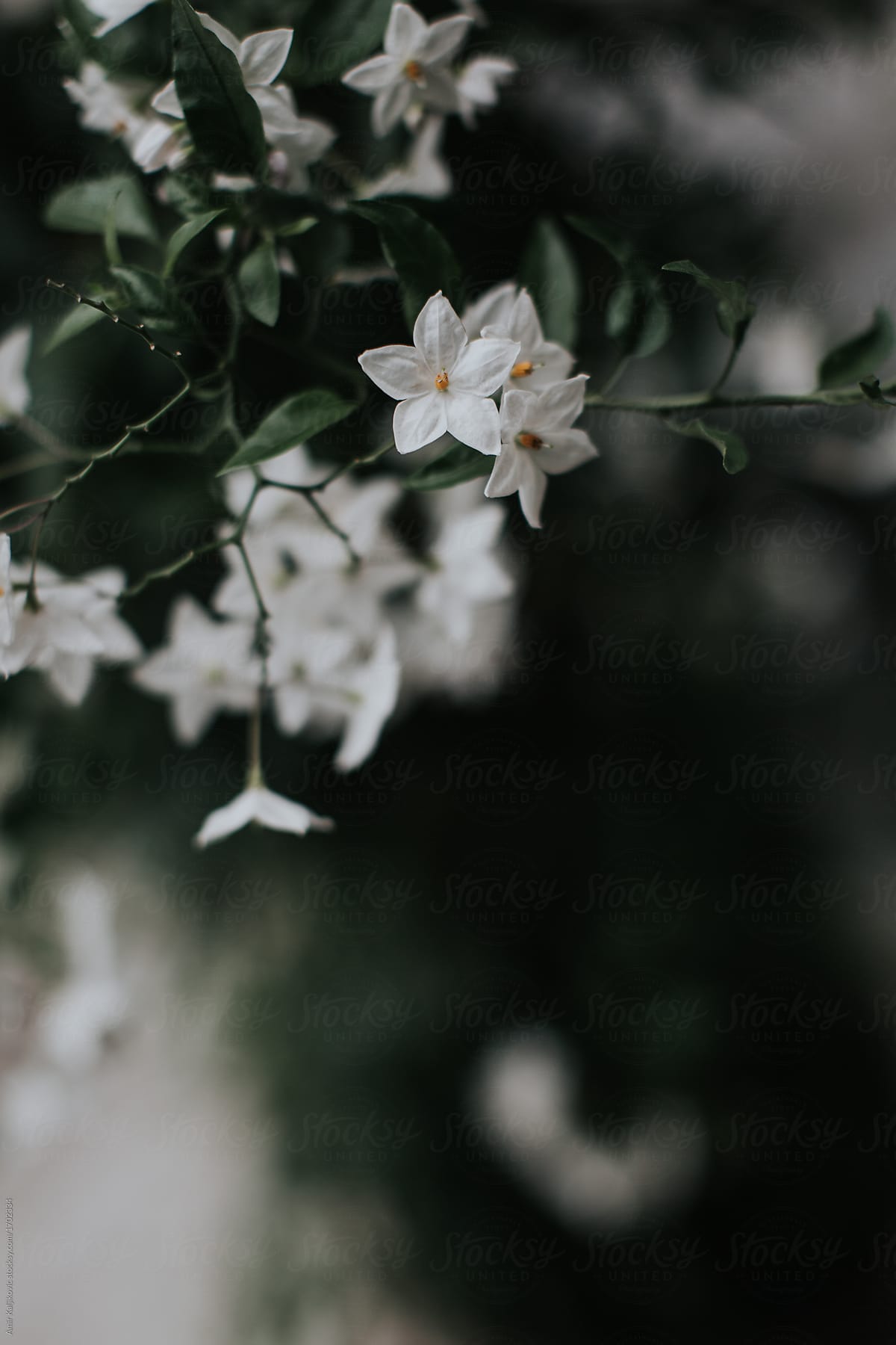 Cluster of fragrant white jasmine flowers