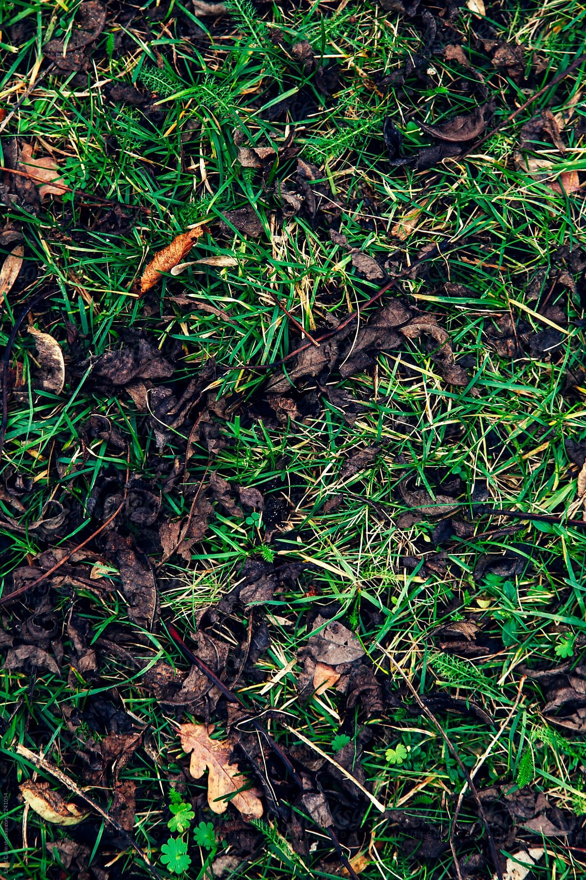 Green Grass and Dry Leaves