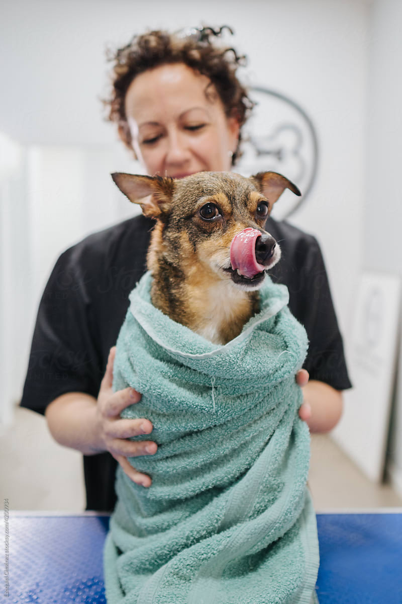 Woman drying terrier dog with towel