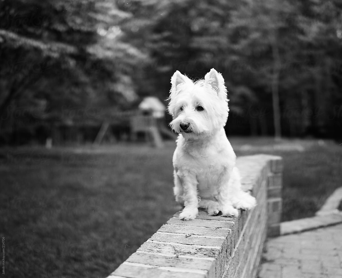 A cute white dog sitting on a brick wall