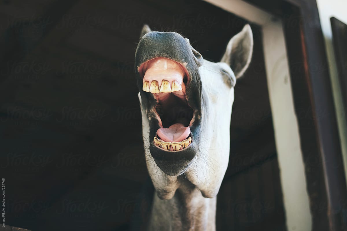 Horse with Mouth Open