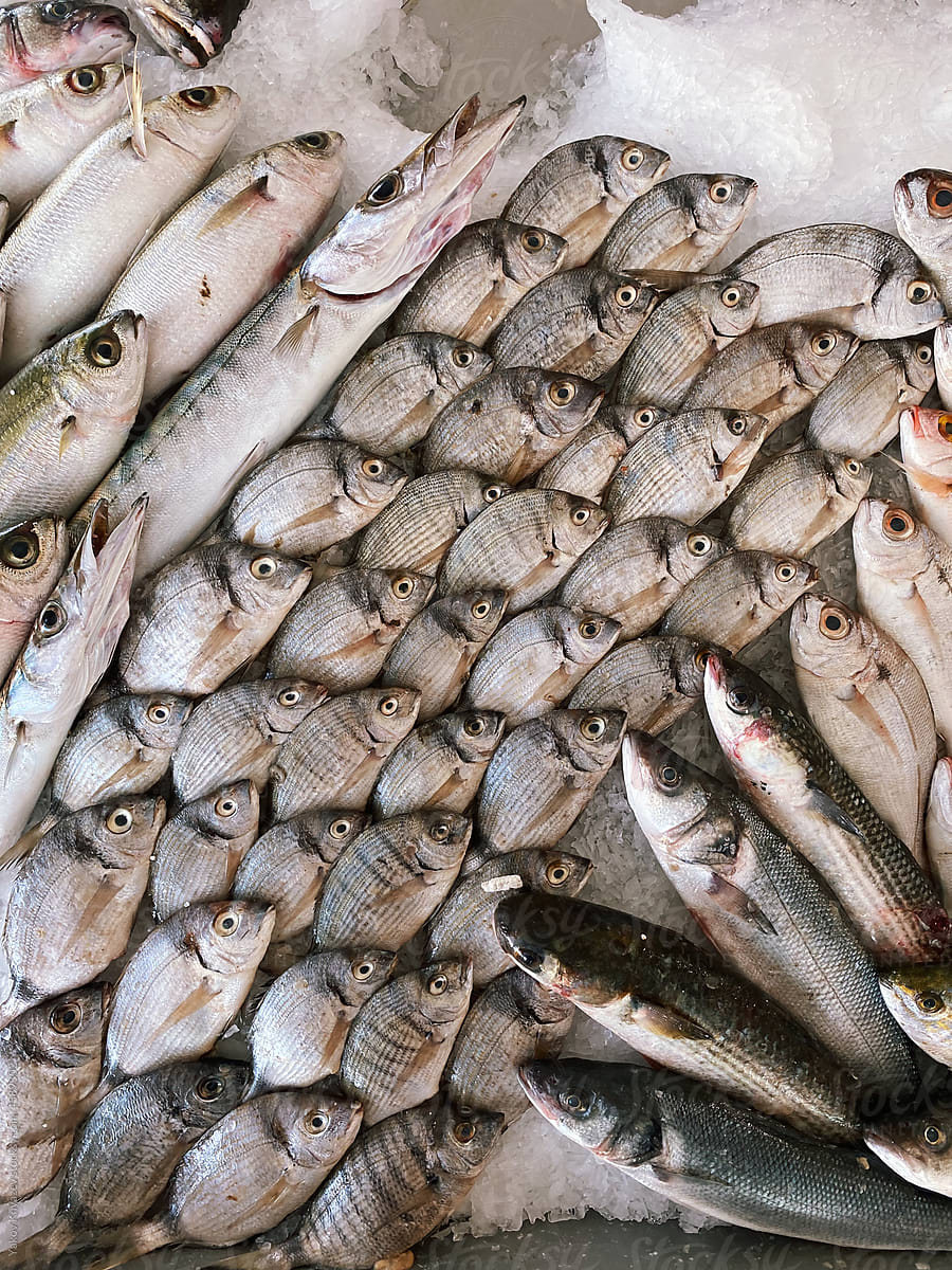 Fresh Fish in the market
