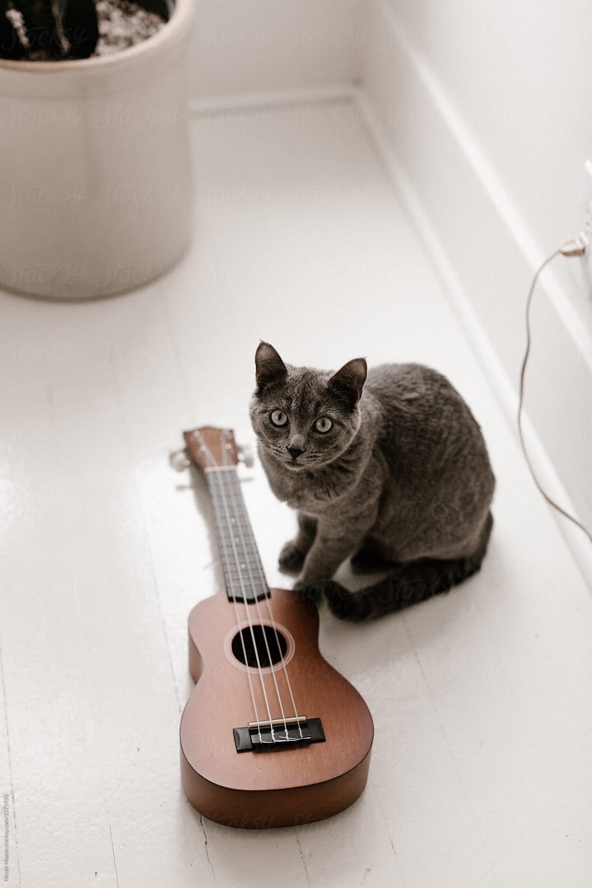 cat with ukulele on white floor