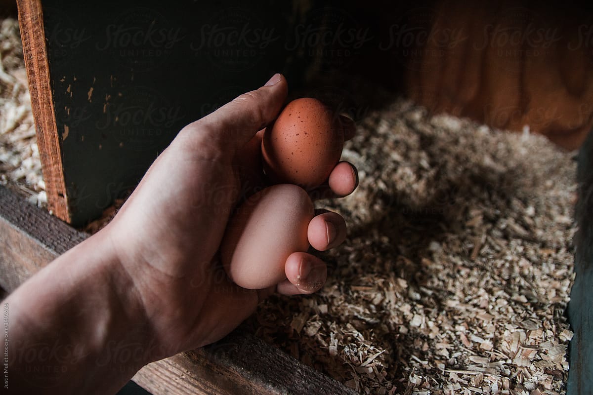 Gathering eggs from the hen house.