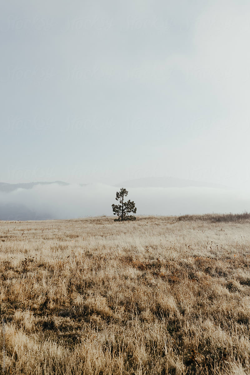 Lone Tree in a field