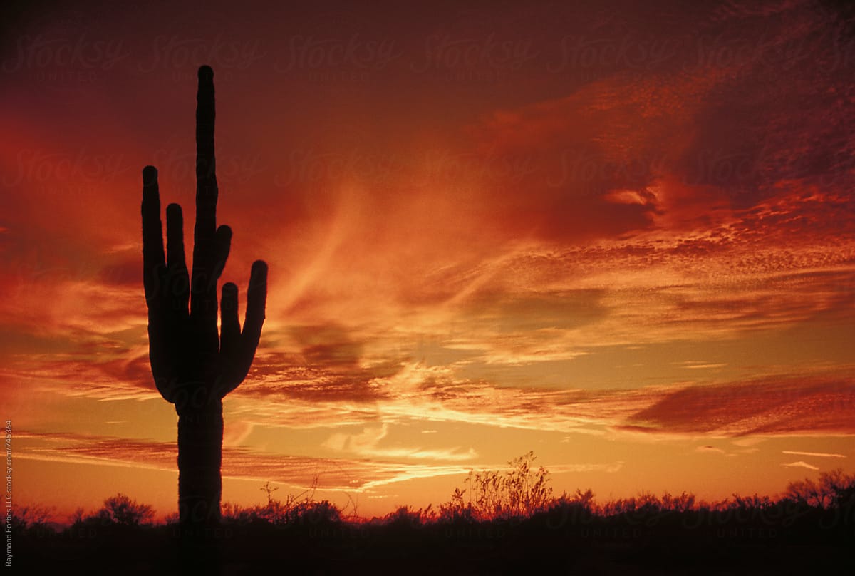 Saguaro Sunset Arizona landscape