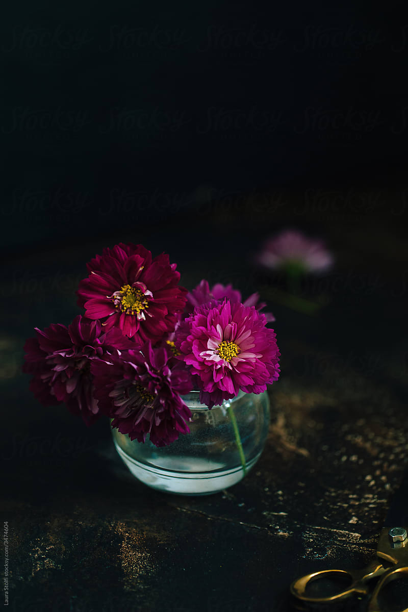Cut cosmos in glass jar on rusty surface