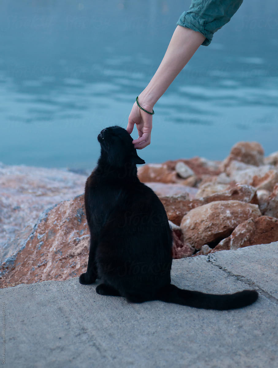 Black cat sits on the pier in the port