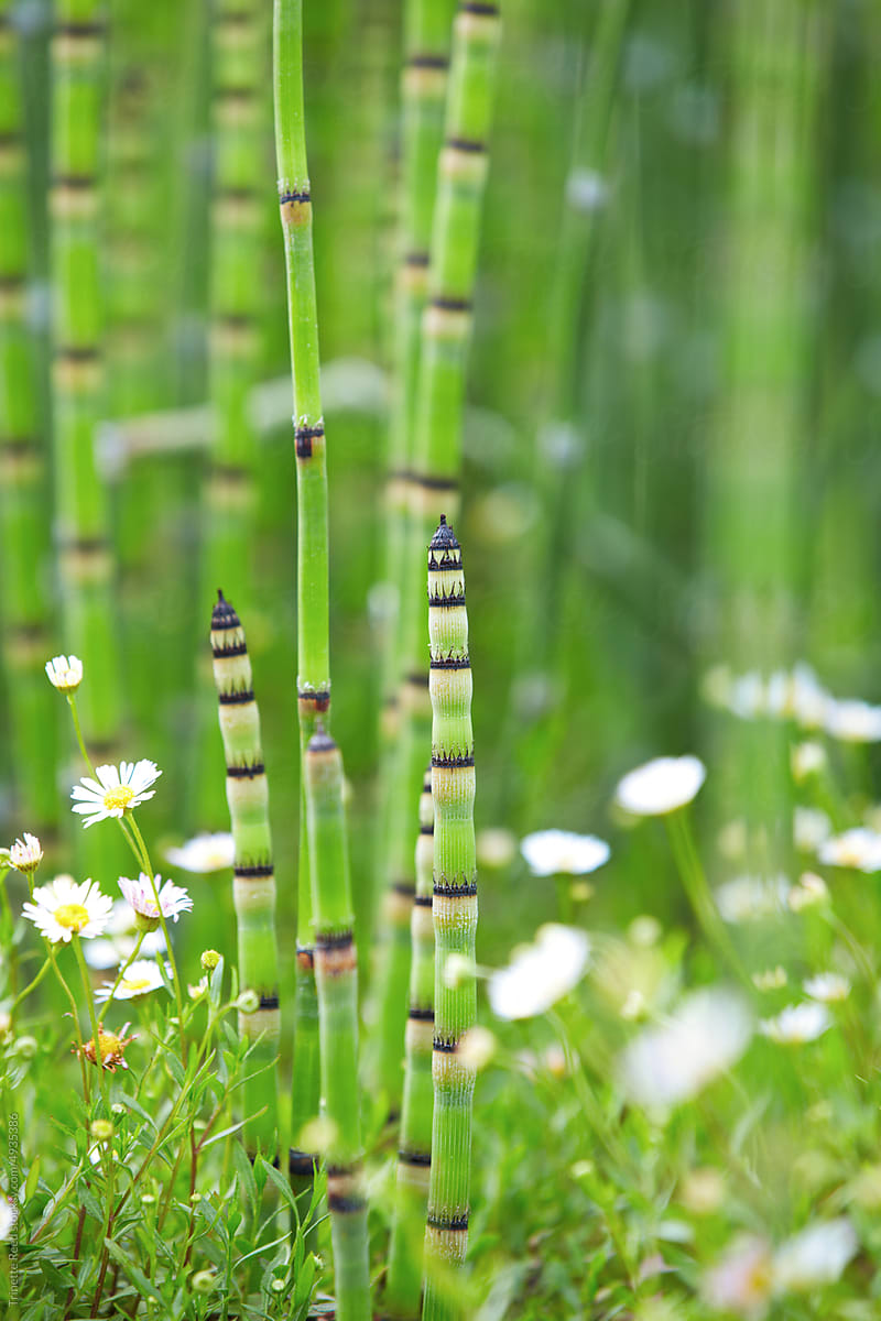 Snakegrass Horsetail plant
