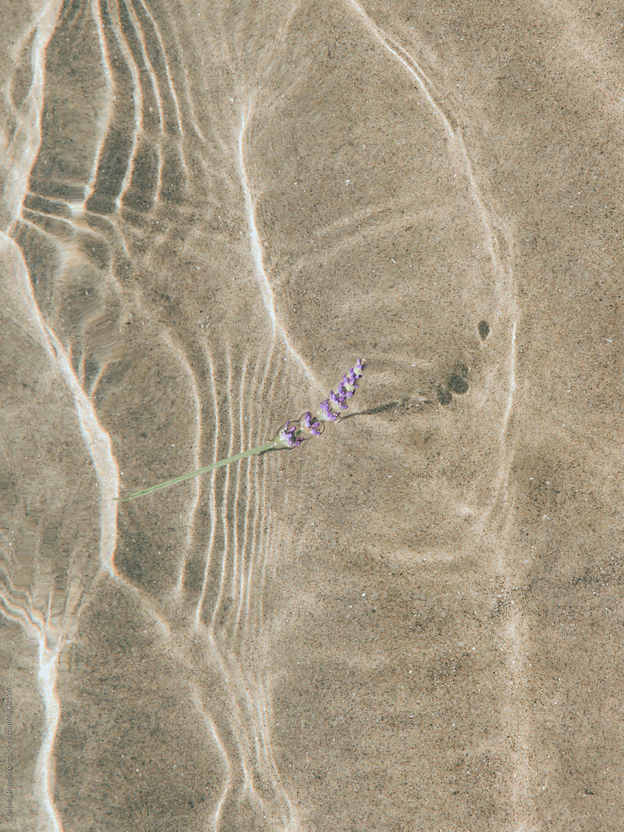 Single stem of floating lavender flower on sparkling ocean water